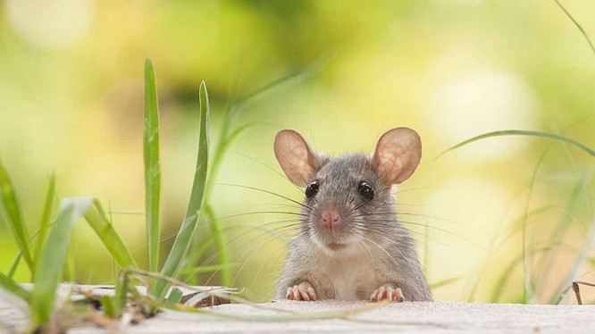 Những kỷ lục thế giới về loài chuột