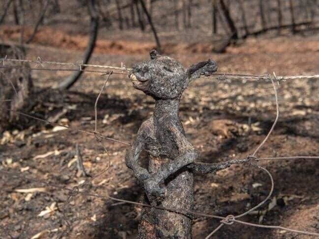 Ám ảnh cảnh động vật chết đau đớn do cháy rừng ở Australia