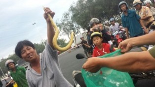 Người lạ mặt thả 100 con rắn trong khu dân cư