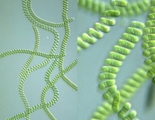 Dừng lưu thông thực phẩm chức năng tảo xoắn Spirulina