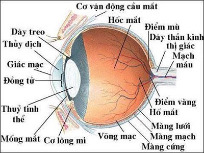 Các bệnh về mắt có thể bạn chưa biết