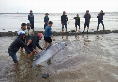 Giải cứu thành công cá voi 3 tấn dạt vào bờ biển Nam Định