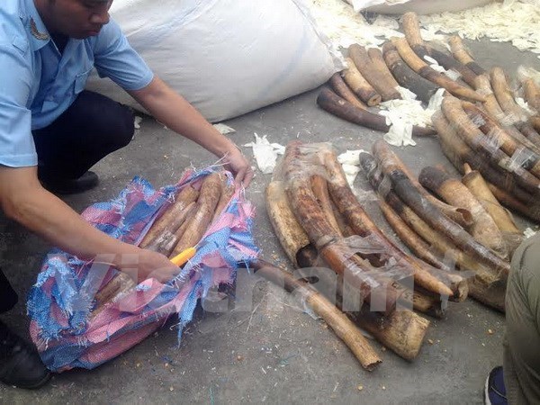 Thu giữ 180 kg ngà voi trong 6 va ly tại sân bay Nội Bài