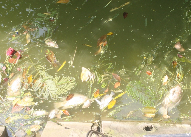 Cá chết hàng loạt tại Hồ Gươm sáng mùng 1 Tết Bính Thân