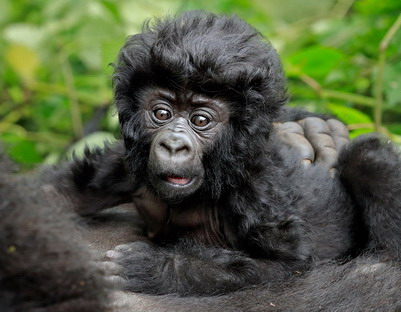 Chú khỉ đột gây tò mò vì có mái tóc giống diễn viên điện ảnh