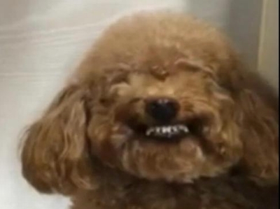 Độc đáo chó Poodle biết cười tươi khi được yêu cầu!
