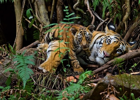 Số lượng hổ hoang dã bắt đầu gia tăng