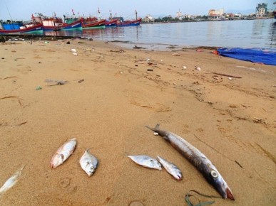 40 tấn cá chết vì &quot;trúng độc&quot; đã đi đâu?
