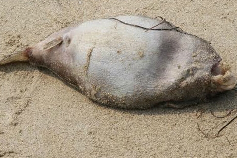 Đà Nẵng xuất hiện cá biển chết trôi dạt vào bờ