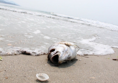 Đã tìm được 17 con cá chết dạt vào bờ biển Đà Nẵng.