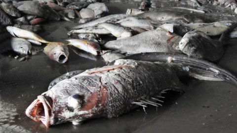 Vụ cá chết hàng loạt: Quảng Bình, Quảng Trị báo cáo thiệt hại