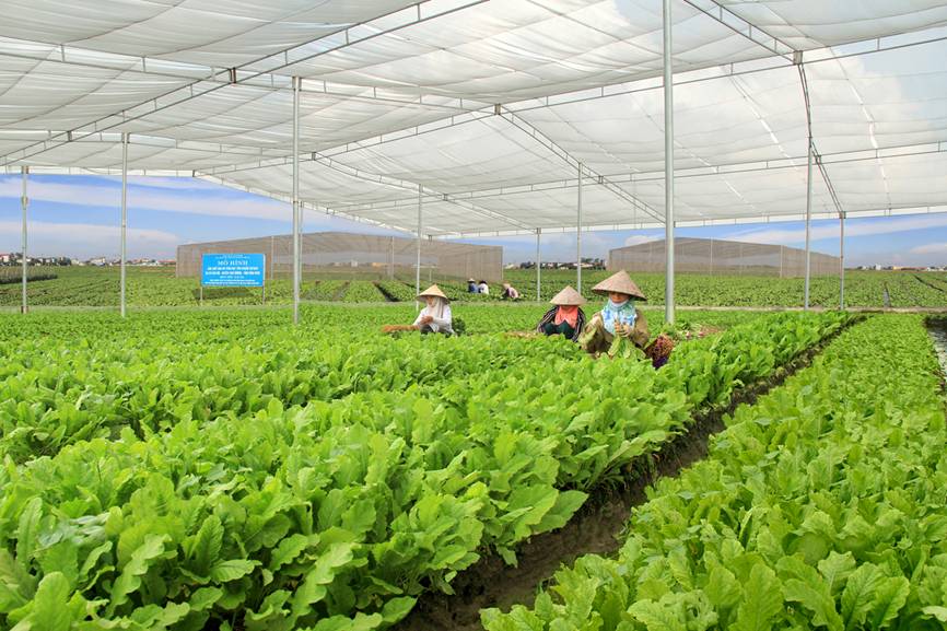 Hà Nội: Nông dân miệt mài với vườn rau hữu cơ &quot;5 không&quot;