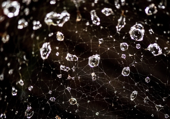 Nước mưa đọng trên mạng nhện tại Cologne, Đức. (Nguồn: EPA)