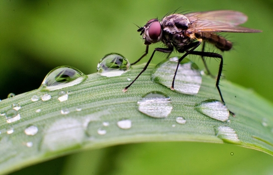 Một chú ruồi đậu trên một lá cỏ đẫm nước mưa tại Burgdorf, Đức. (Nguồn: EPA)