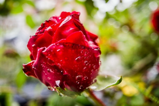 Một bông hồng ướt đẫm nước mưa tại Main, Đức. (Nguồn: EPA)