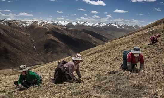 Phóng viên ảnh của Getty Kevin Frayer đã dành thời gian tiếp xúc và ghi lại cuộc sống của người dân cao nguyên Tây Tạng, phía tây bắc Trung Quốc. Anh Frayer ấn tượng trước cảnh người dân nơi đây đổ xô săn tìm đông trùng hạ thảo trên những dãy núi cao tới 4.500 m và khó tiếp cận. 