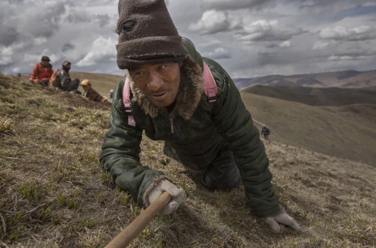 Thời tiết bắt đầu sang hè là thời điểm bận rộn nhất của dân du mục Tây Tạng khi họ phơi mình trên những dãy núi để tìm đông trùng hạ thảo.    