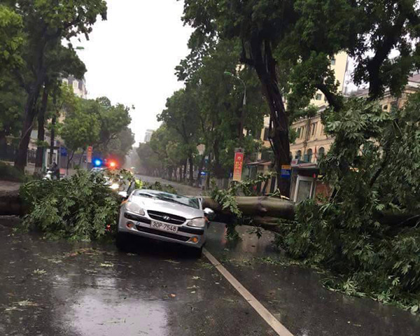 Hàng loạt ô tô bị đè bẹp vì cây đổ, bão lớn