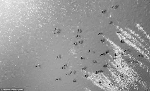 Bức ảnh mà Susom gọi là “Bản Serenade mùa xuân” cho thấy đàn chim bay sát mặt nước.