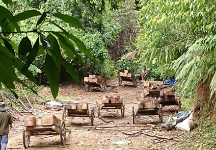 Xử lý nghiêm vụ chặt phá rừng phòng hộ Quảng Trị