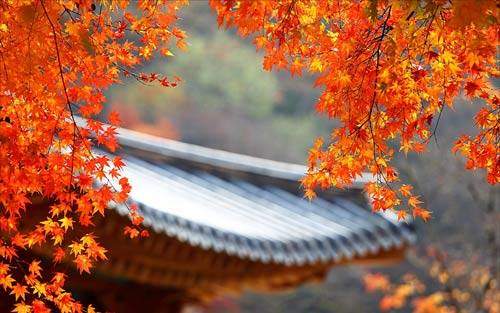 Ngắm mùa thu tuyệt đẹp ở Hàn Quốc với chi phí siêu rẻ