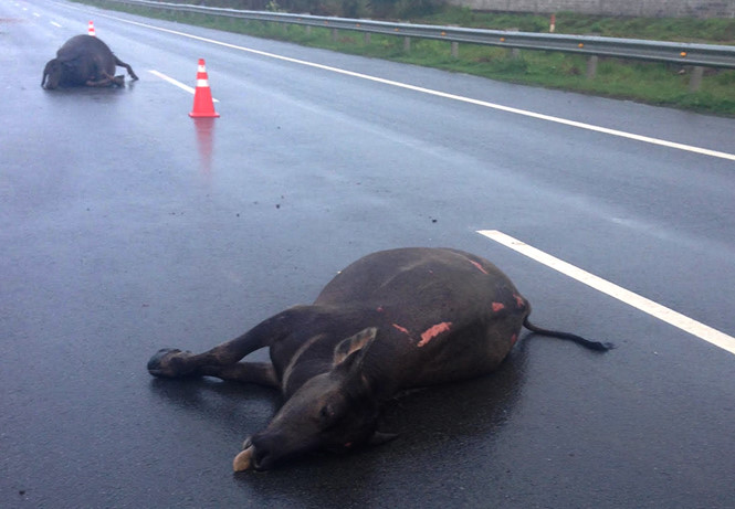 Hai con trâu bị đâm chết trên cao tốc Long Thành - Dầu Giây