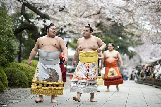 Thể hình khổng lồ của các võ sĩ Sumo