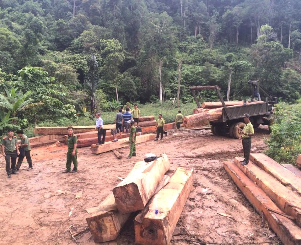 Khối lượng lớn gỗ lậu được phát hiện nằm sát cửa rừng phòng hộ vừa mới được lực lượng chức năng phát hiện. Bốn đối tượng đang vận chuyển gỗ đã bị bắt.