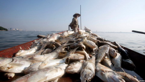 Hà Nội báo cáo Chính phủ vụ cá chết ở hồ Tây