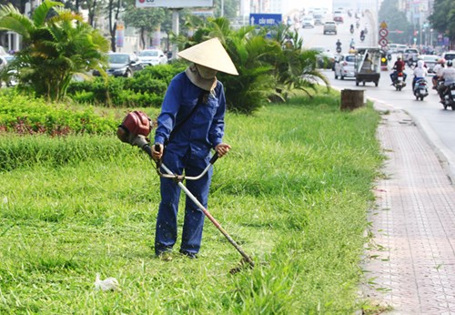 Theo tìm hiểu, từ tháng 7, những công nhân của Xí nghiệp duy trì cây xanh số 5 (thuộc Công ty TNHH MTV Vườn thú Hà Nội) làm công việc cắt tỉa cây xanh, thảm cỏ trên Đại lộ Thăng Long, lương đã giảm một nửa so với trước.