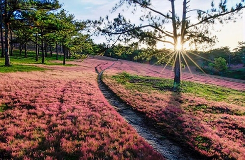 Và khi ánh mặt trời lên, cả cánh đồng cỏ hồng trở nên rực rỡ đến lạ kỳ. Ảnh: Travel.