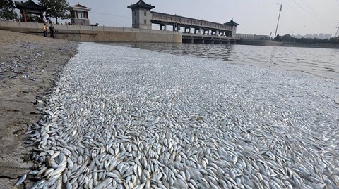 Hình ảnh cá chết tại một số tỉnh miền Trung