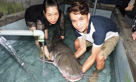 Bắt được cá lăng đuôi đỏ gần 45 kg trên sông thuộc tỉnh Đăk Lăk