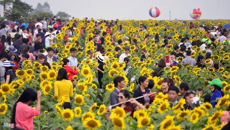 Sáng 25/12, tỉnh Nghệ An khai mạc lễ hội hoa hướng dương tại huyện Nghĩa Đàn. Ngay từ sáng sớm hàng nghìn người có mặt tham quan, chụp ảnh.