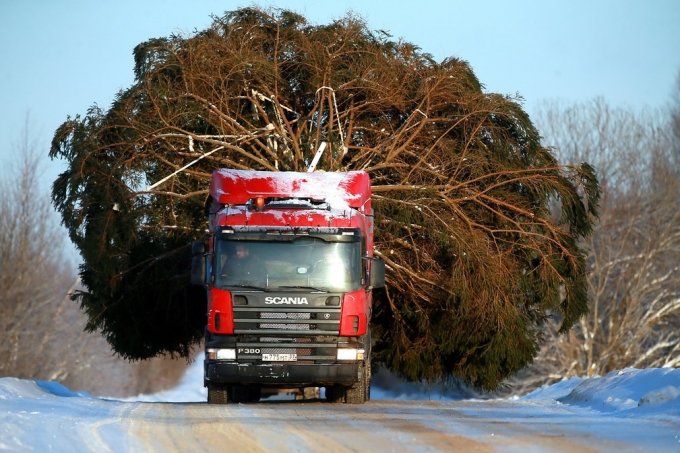   Xe tải chở một cây thông Noel khổng lồ đến đến bang Ivanovo, Nga. (Ảnh: Vladimir Smirnov / TASS)  