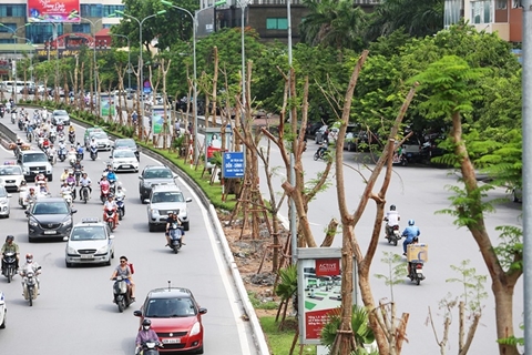 Hà Nội trồng 800.000 cây xanh dịp Tết Nguyên đán