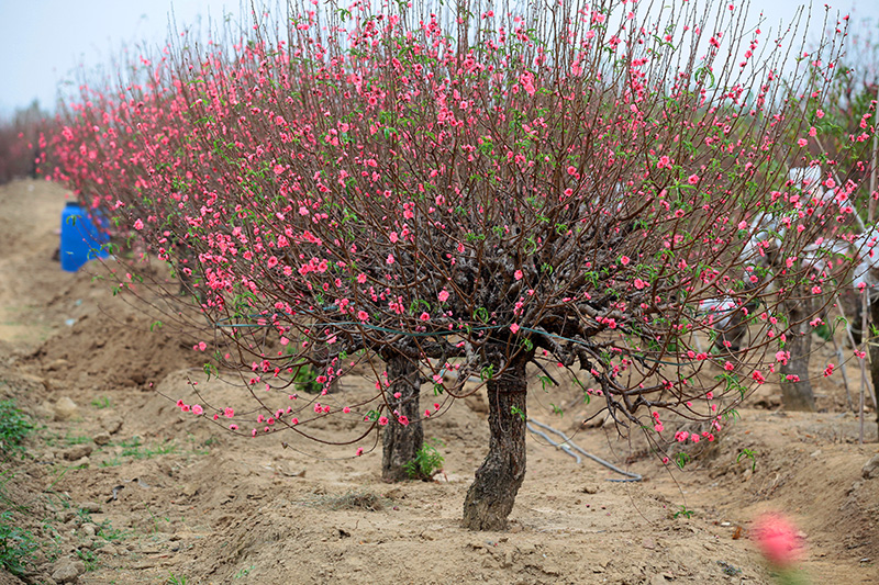 Dù còn hơn nửa tháng nữa mới tới Tết âm lịch nhưng nhiều gốc đào đã bung hoa đỏ rực cả một khu vực.