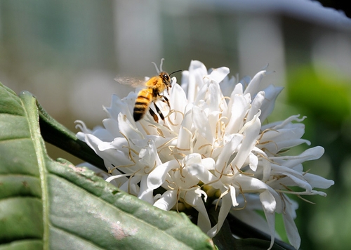 Tháng 3, đến Tây Nguyên xem mùa con ong đi lấy mật