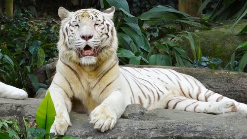 4 sở thú chẳng giống ai thu hút du khách đặc biệt ở Singapore