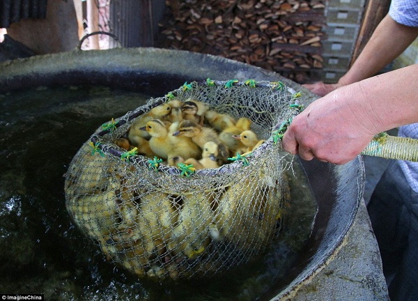 Đa số vịt bị trụng nước sôi mỗi ngày cho đến chết đều dưới 4 ngày tuổi. Chúng sẽ được vặt lông và đưa đến các trại nuôi rắn hay giao sang cho nhiều quầy ẩm thực đường phố khắp Trung Quốc.