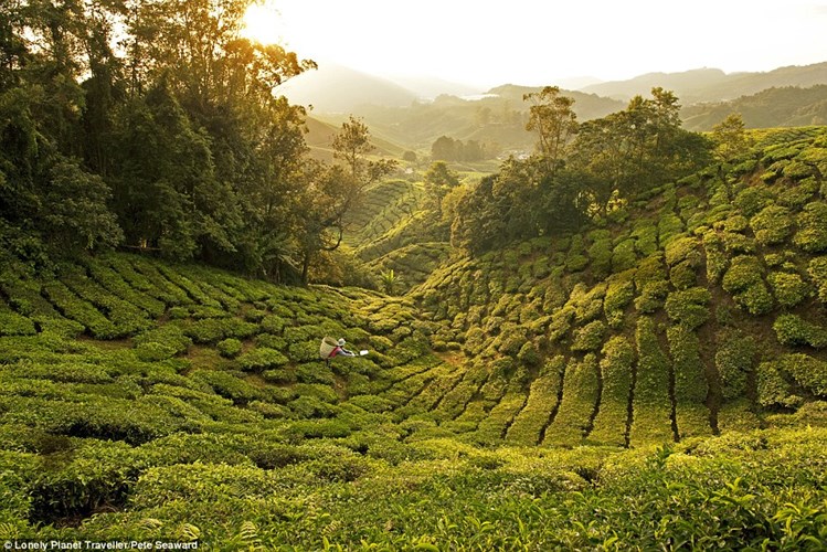 Thưởng thức trà ở Malaysia. Được biết, đồn điền chè Boh rộng hơn 1.200 mẫu là nơi sản xuất chè đen nhiều nhất Malaysia.