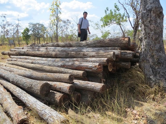 Thủ tướng yêu cầu 3 tỉnh kiểm tra phản ánh việc chặt phá rừng