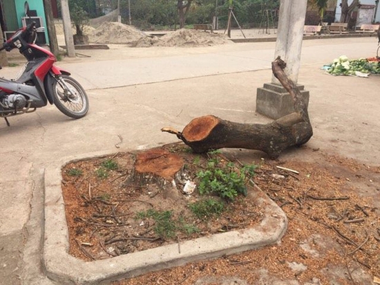 Hà Nội: Chặt hạ hàng loạt cây xanh khi &quot;đòi&quot; vỉa hè ở Thạch Thất