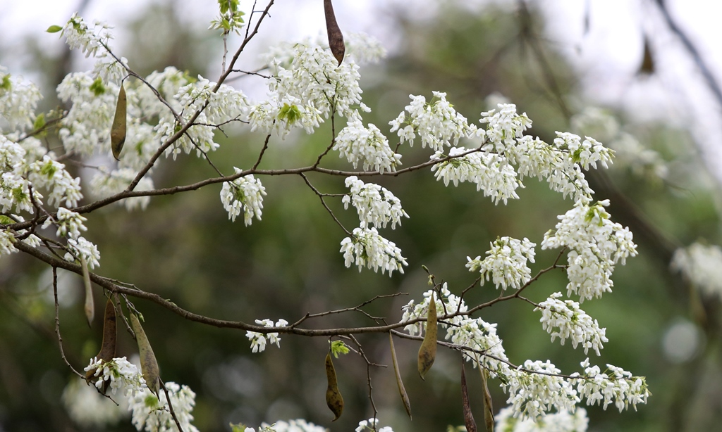 Những bông hoa sưa trắng tinh khiết nở rộ khi tháng 3 về