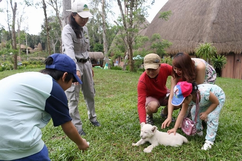 Khách thăm quan thích thú với chú sư tử trắng tại Vinpearl Safari Phú Quốc