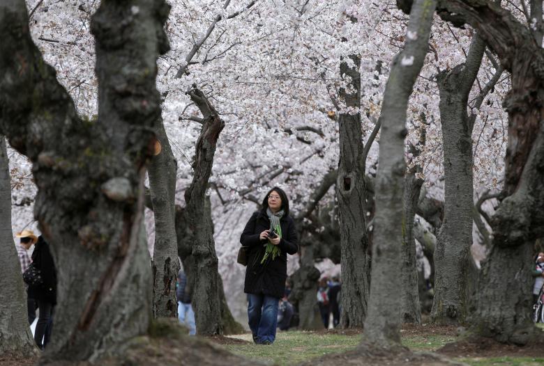Một phụ nữ đi dưới hàng cây hoa anh đào nở rộ ở Washington. Ảnh Joshua Roberts