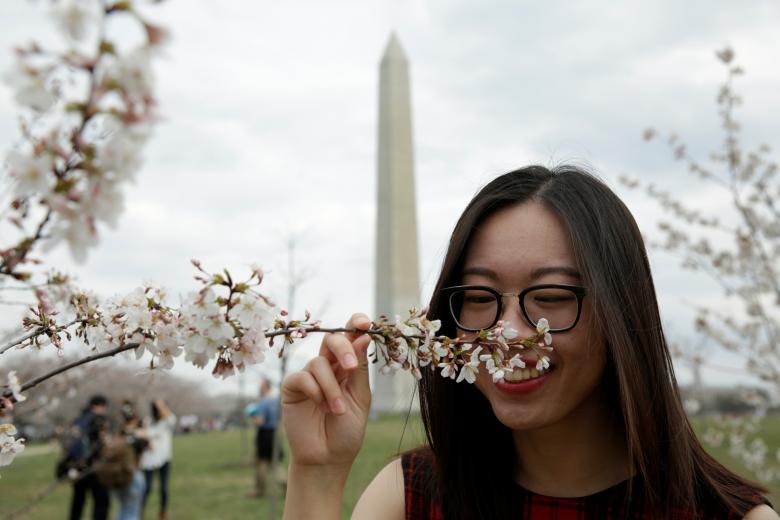 Cảm nhận mùi hương hoa anh đào nở gần Đài tưởng niệm Washington ở Washington. REUTERS / Yuri Gripas