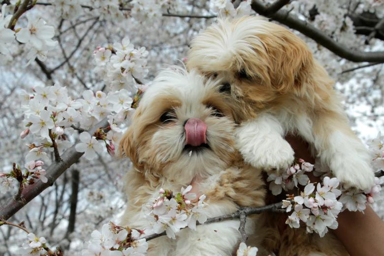 Những chú cún con đáng yêu cũng được chụp hình với hoa đào ở Washington.