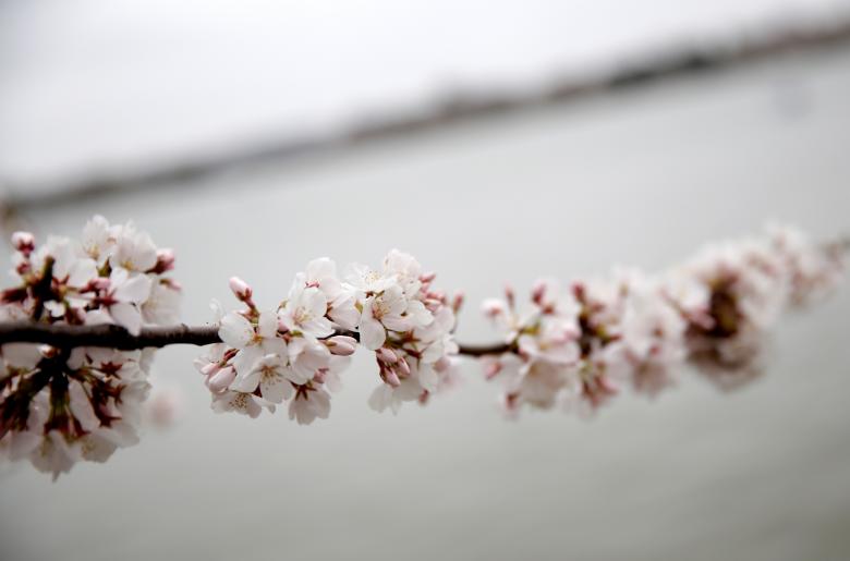 Hoa anh đào nở ở hồ Tidal Basin, Washington. Ảnh: REUTERS/Joshua Robert