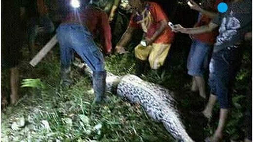 Kinh hoàng trăn khổng lồ dài 7m ăn thịt người ở Indonesia!